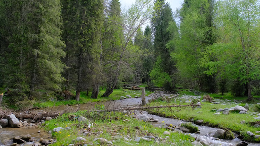 新疆恰西森林公园的森林和溪流视频