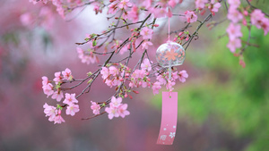 春日唯美小清新日系粉色樱花风铃空镜39秒视频