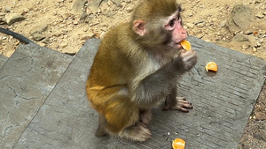 湖南5A级旅游景区张家界国家森林公园武陵源吃水果的野猴4k素材41秒视频