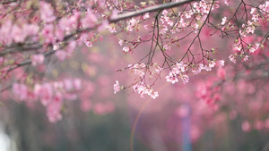 春日阳光唯美樱花花枝32秒视频