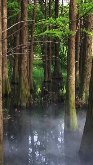 实拍湿地公园水杉群植被视频素材12秒视频