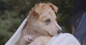 洗完澡后在毯子里的可爱小狗25秒视频