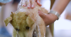 可爱小狗被握着洗澡30秒视频