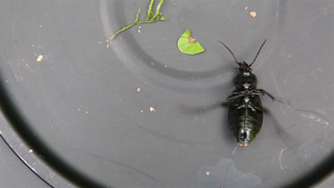 在金属表面的黑甲虫地面甲虫上翻过背无法站立19秒视频