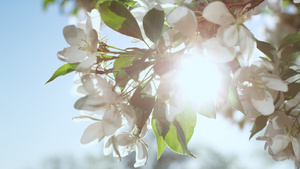苹果树的花朵在晴朗的蓝天下绽放19秒视频