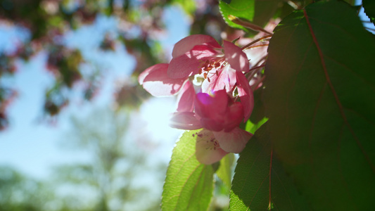 粉红色的樱花盛开在金色的阳光下视频