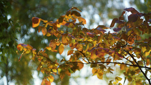 秋天的花园五颜六色的树叶阳光灿烂的日子16秒视频