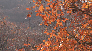 秋季自然风光山中的红叶4K视频43秒视频