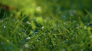 潮湿的绿色草坪秋天的早晨9秒视频
