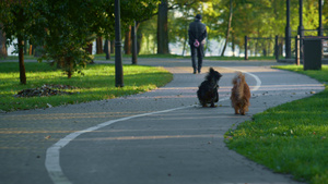 秋天的早晨几只狗在公园小径上散步12秒视频