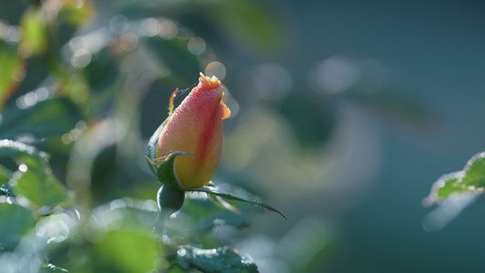 芽粉红色玫瑰花花园视频