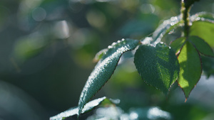 秋天的早晨特写露玫瑰叶13秒视频