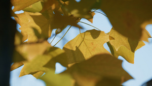 郁郁葱葱的金色枫树生长在秋天的森林里16秒视频