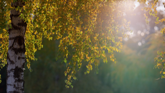 秋天的傍晚白桦树叶照亮了金色的阳光视频