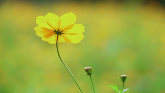 小花的唯美空镜视频