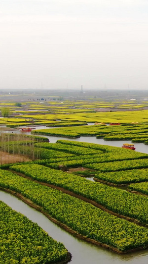 航拍兴化水上油菜花田湿地河道泛舟视频旅游景区46秒视频