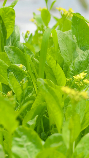 菜园里种植的小青菜种植基地48秒视频