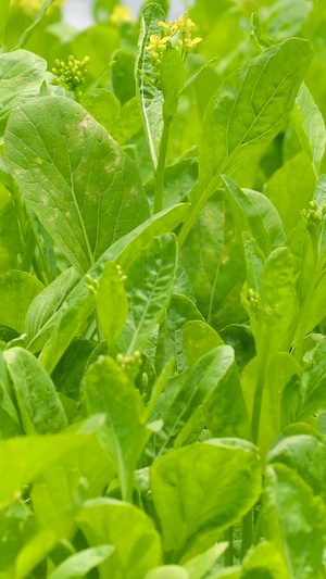 菜园里种植的小青菜种植基地48秒视频