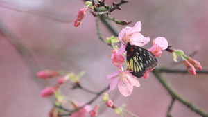 春天樱花时节昆虫蝴蝶采蜜39秒视频