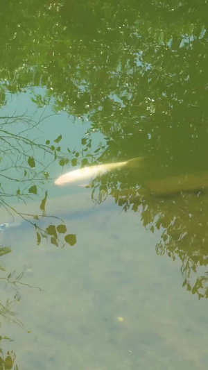池塘里的鲤鱼观光鱼62秒视频