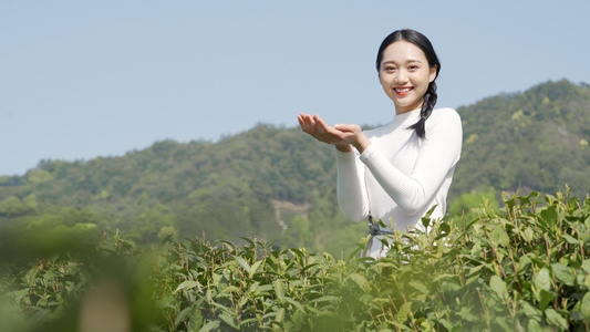 4k茶园采茶女采茶闻茶香视频