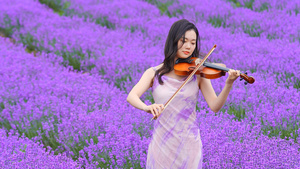 美女在薰衣草花田里拉小提琴升格50p20秒视频