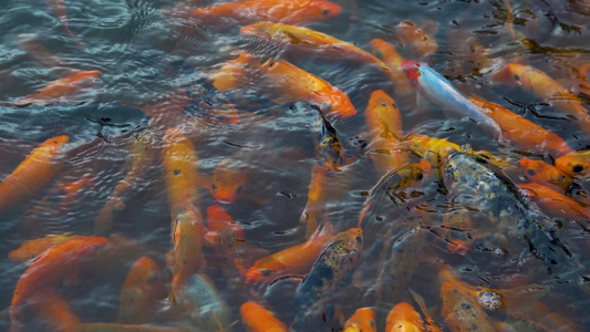 水池里的金鱼视频