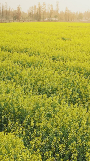 春天花卉油菜花盛开迎春花18秒视频