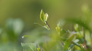 4k新春茶叶龙井茶石峰龙井特写6秒视频