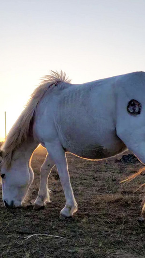 草原上逆光拍摄夕阳中悠闲吃草的马群内蒙古77秒视频