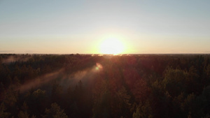 金色日落的林树顶端云雾弥漫飘浮在背光下11秒视频