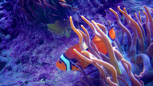 鱼探险水族馆新球衣以及新的环球服16秒视频