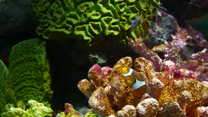 水族馆珊瑚附近的小丑鱼17秒视频