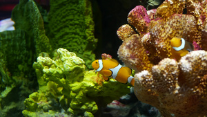 水族馆珊瑚附近的小丑鱼小型小丑鱼在水族馆水中黑色背景9秒视频
