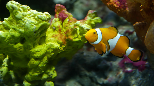 水族馆珊瑚附近的小丑鱼小型小丑鱼在水族馆水中黑色背景视频