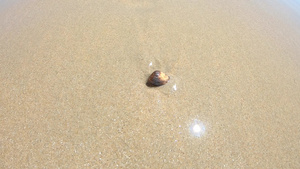 贝壳在沙子和海浪下移动撞击的海浪26秒视频