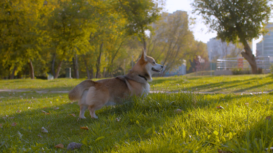 在草坪上行走的好可尔吉狗视频