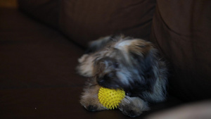 一只小狗在沙发上咬着玩具球11秒视频