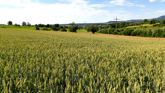 夏季在德国种植小麦的田地视频