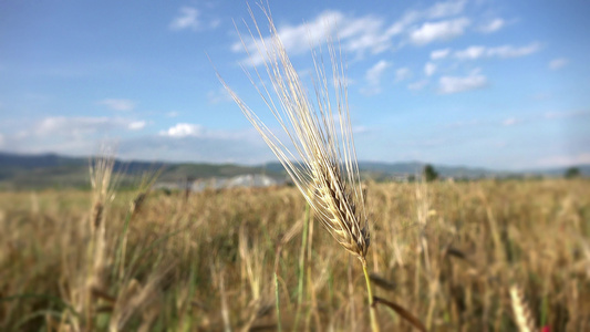 小麦在微风中摇摇欲聋视频