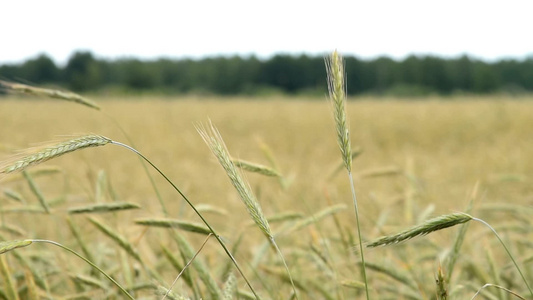 小麦的耳朵在风中摇动视频