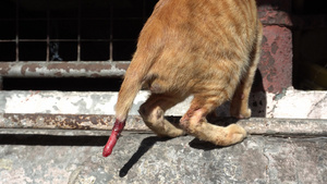 一只猫的尾巴受伤了10秒视频