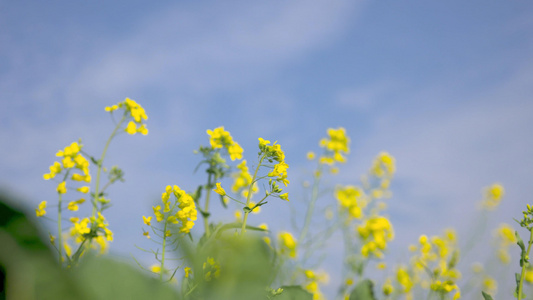 春游盛开的油菜花视频