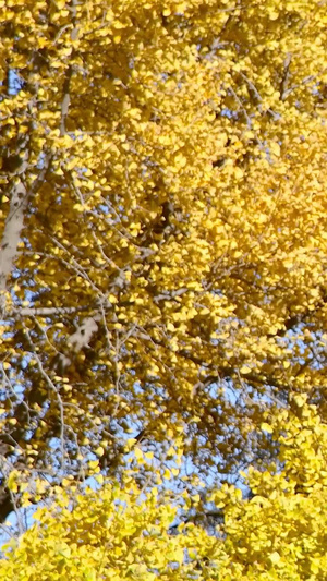 秋天金黄色的银杏叶秋天的颜色21秒视频
