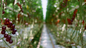 红樱桃番茄种植园农场温室12秒视频