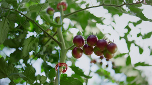 在阳光明媚的季节特写镜头的樱桃蔬菜植物茎13秒视频