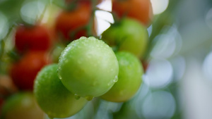 滴露西红柿植物在蔬菜农场特写镜头成熟13秒视频