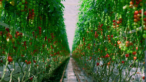 樱桃番茄成熟种植园农业产业7秒视频