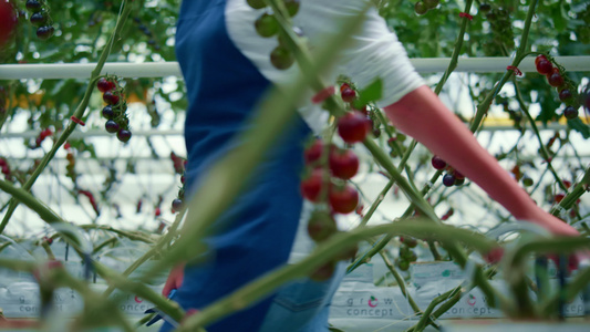 农民步行番茄收获农场种植园视频