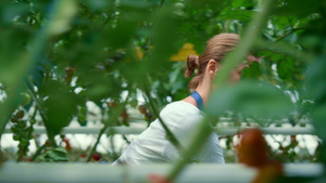 女农分析种植番茄有机农场11秒视频